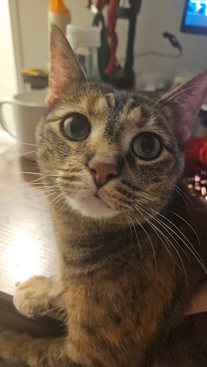 Northern Puffer 🔜 😸 tweet media