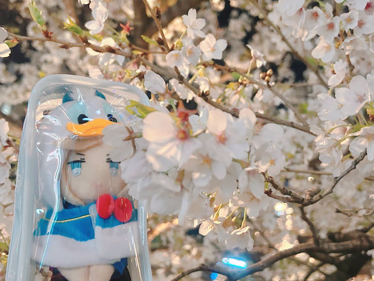 みこ🩵ぴ tweet media