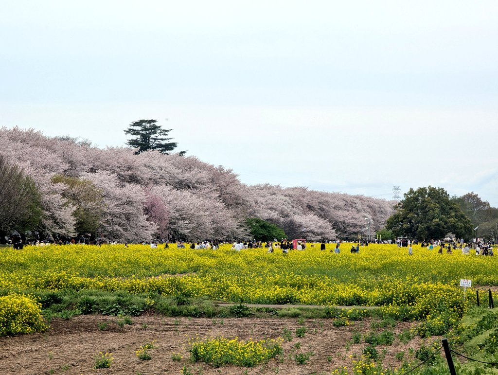 楓鈴(ふうりん) tweet media