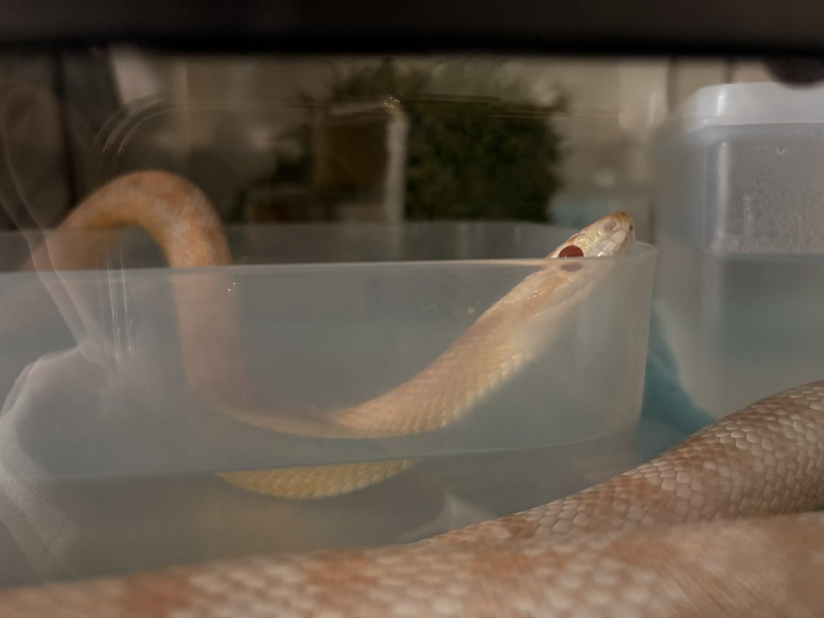 もなか tweet media