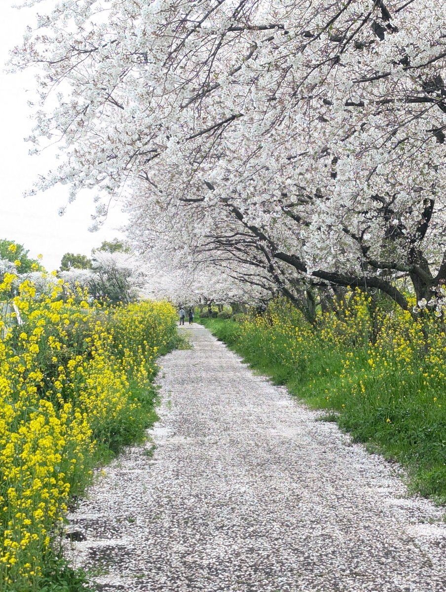 楓鈴(ふうりん) tweet media