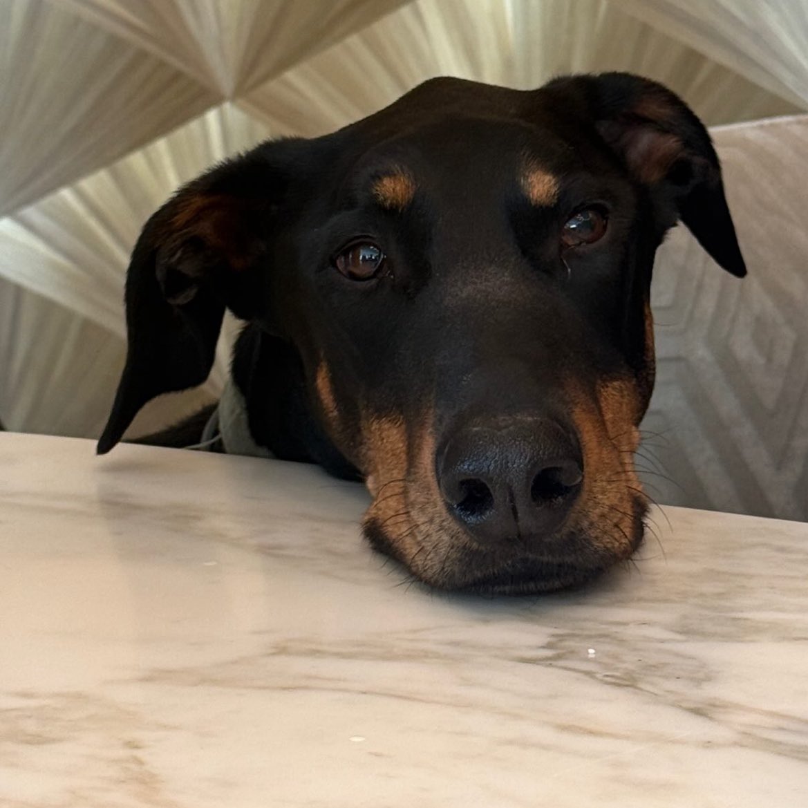 LALICE UPDATES tweet media