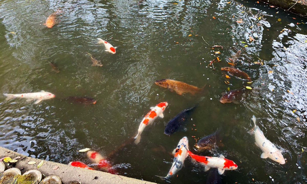昨日、福岡県直方市にある福智山ろく花公園に初めて行ってきました🌸

広い駐車場を囲うように咲くソメイヨシノが圧倒的で、園内も満開の花ばかり。椿寒桜、チューリップ、ネモフィラ、鯉も

くじゅう花公園や世良高原が好きな人は好きなはず。花への愛が凄かった😍

#福智山ろく花公園