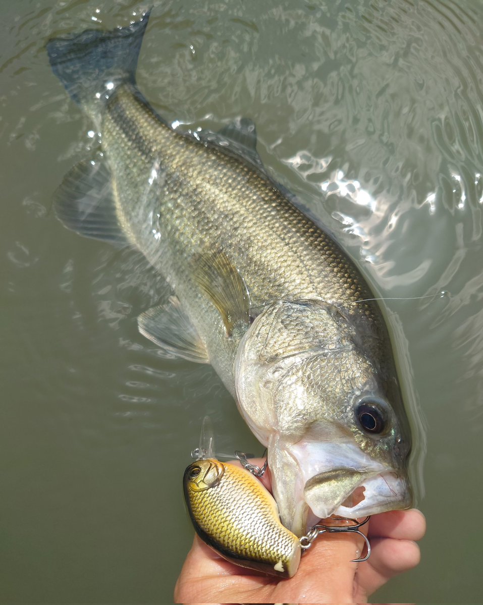 SOU (STAR GEAR) tweet media