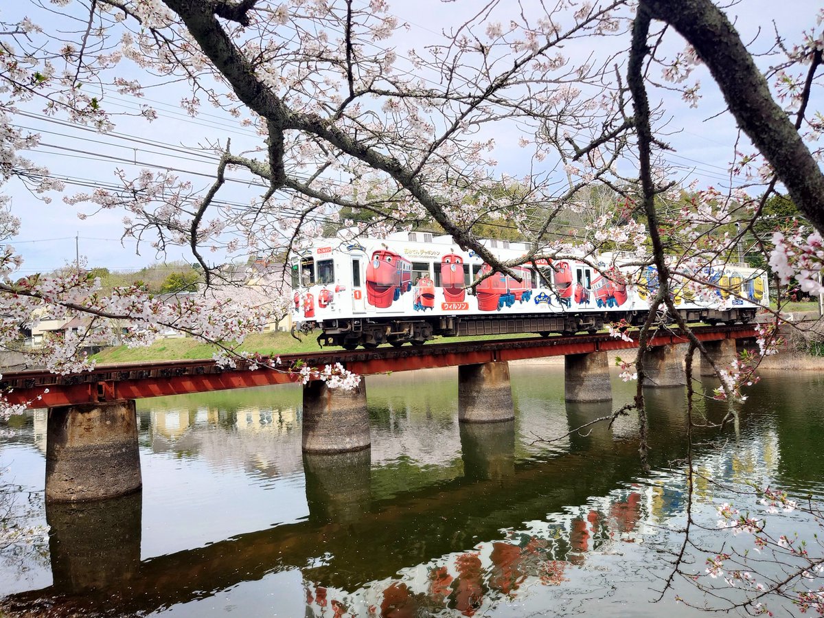 桜、電車撮れた😆
等下去看たま駅長😸啦