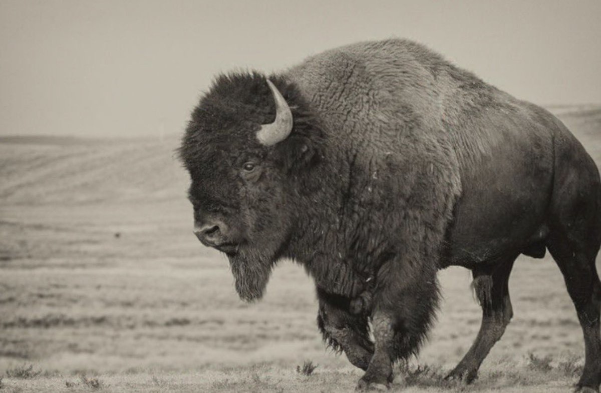 Kurt Steiner tweet media