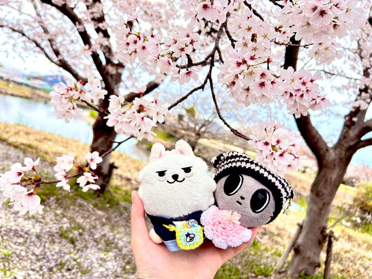 よっしー tweet media