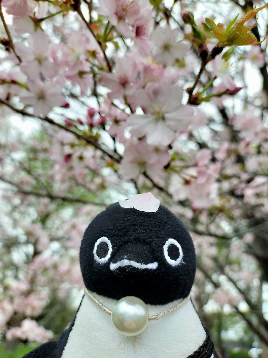 昨日の雨で、都内は桜の名残りだね…。
#Suicaのペンギン