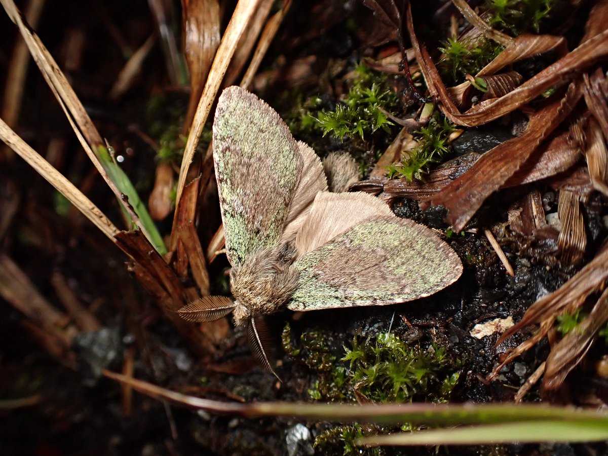 京都大学蛾類研究会 tweet media