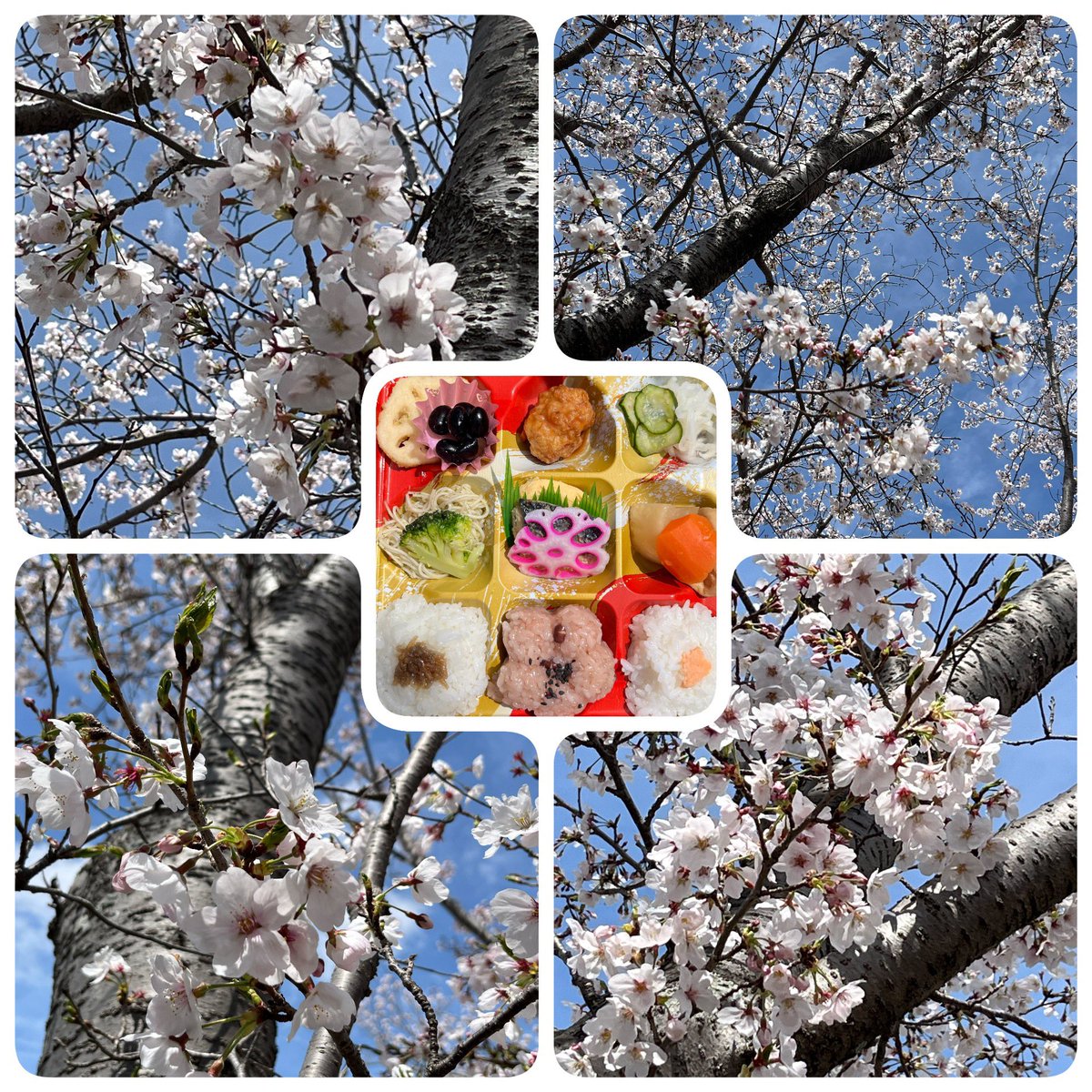 りんご🍎 tweet media