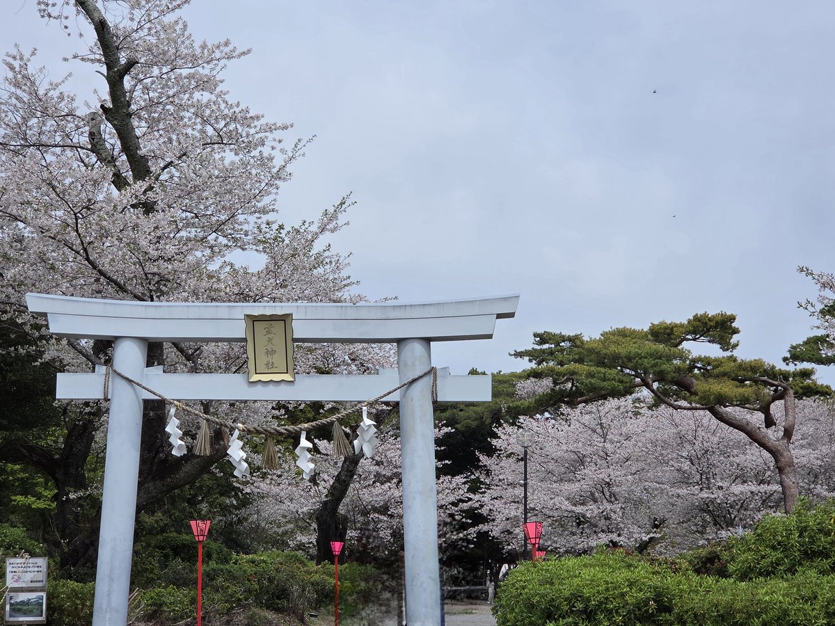 koruri014's tweet photo. 見付天神へお参りに行って来ました🙏
つつじ公園の桜が満開だった🌸
#見付天神 https://t.co/J7CfGRA3j1