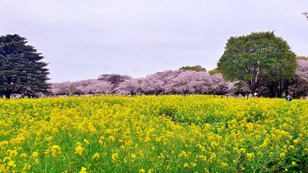 猫宮 のえる🐈‍⬛🐾 tweet media