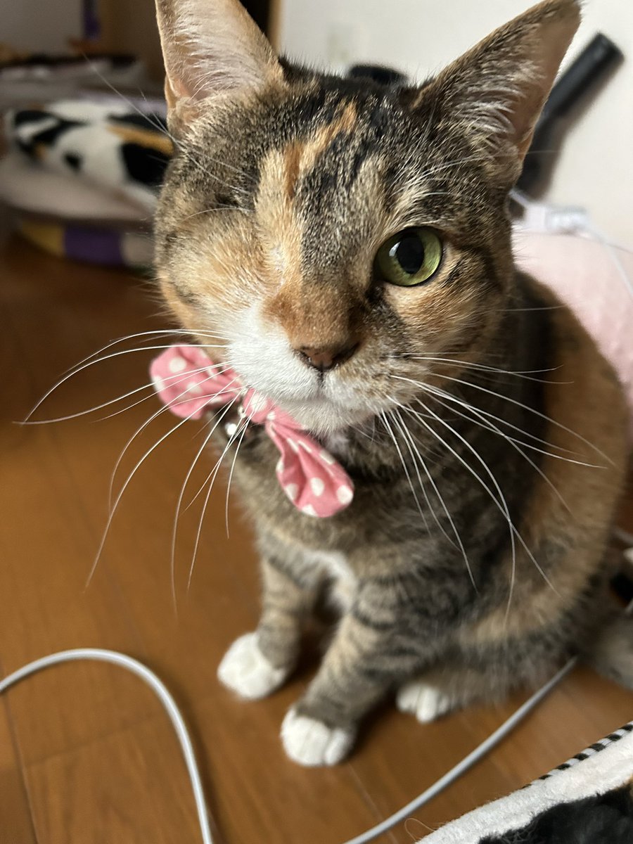 ゆこくま tweet media