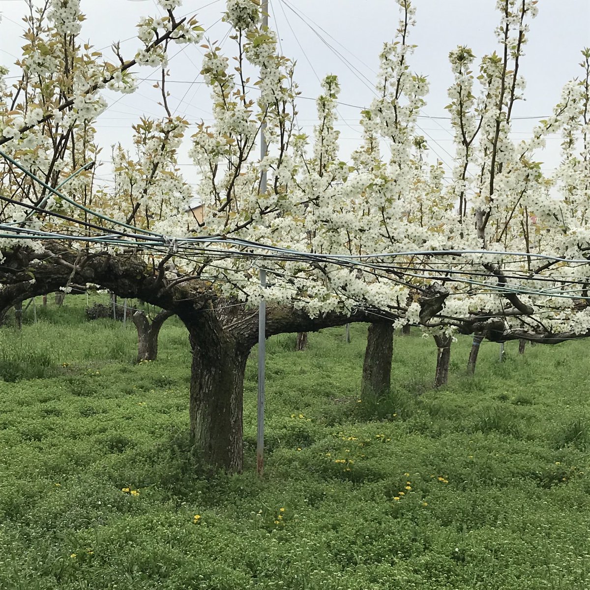 ふぁいなる・らっく tweet media