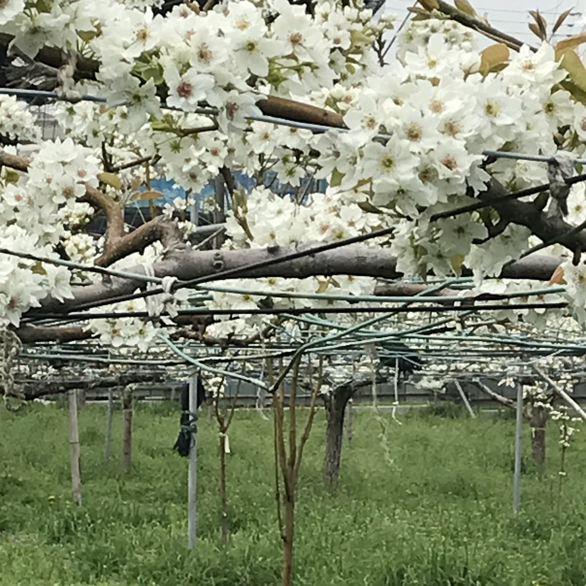 ふぁいなる・らっく tweet media