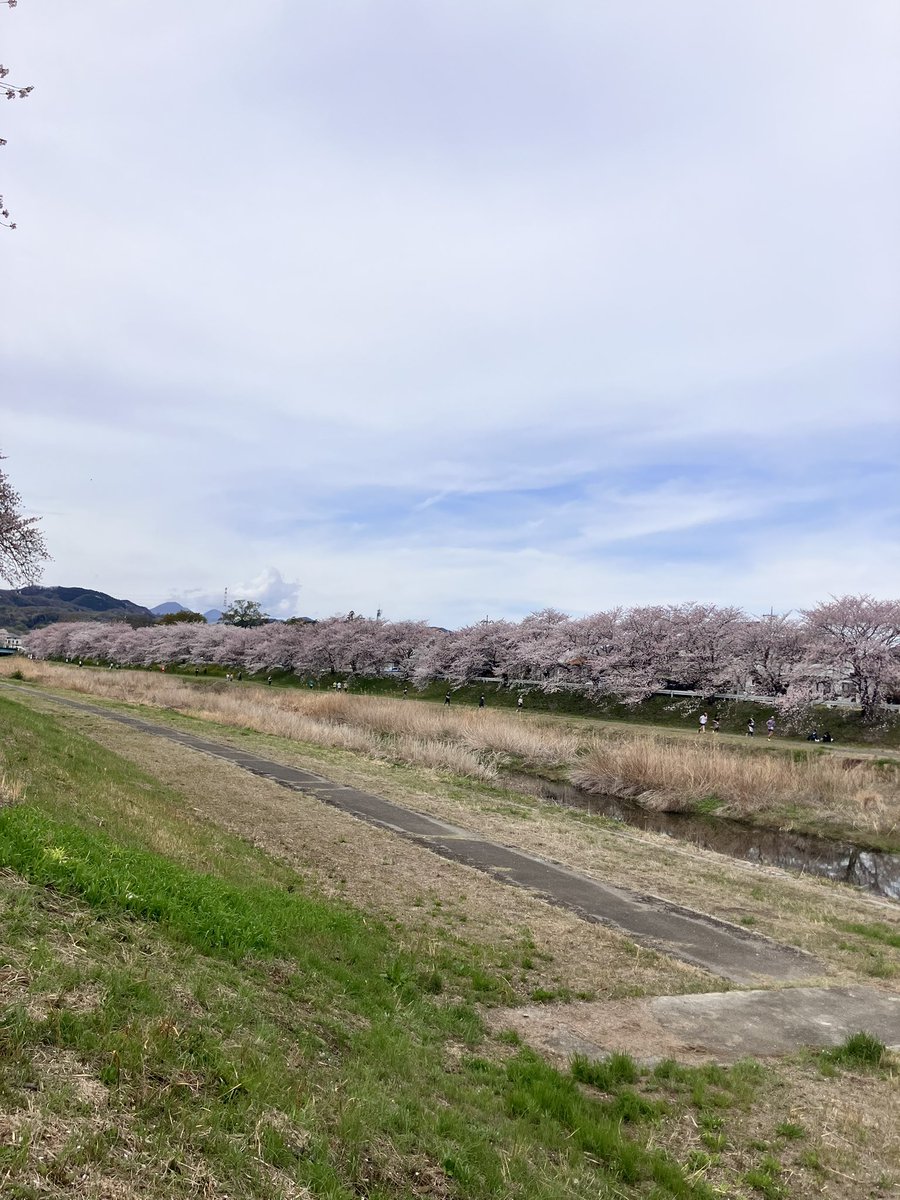 HonjoWindSym's tweet photo. #こだま千本桜まつり での演奏、無事終わりました🌸
今年は満開の中の演奏で、桜ソングに合わせて桜吹雪も舞いながら素敵な時間になりました♩

定期演奏会は、6月28日(日)です！
お忘れなく！会場でお待ちしてまーす✨

（中の人①） https://t.co/oDCSqLlqof