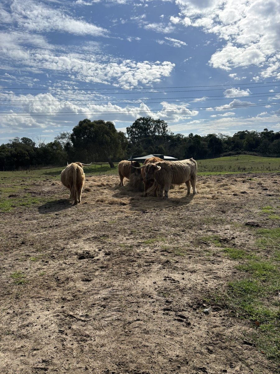 ciara🪼 tweet media