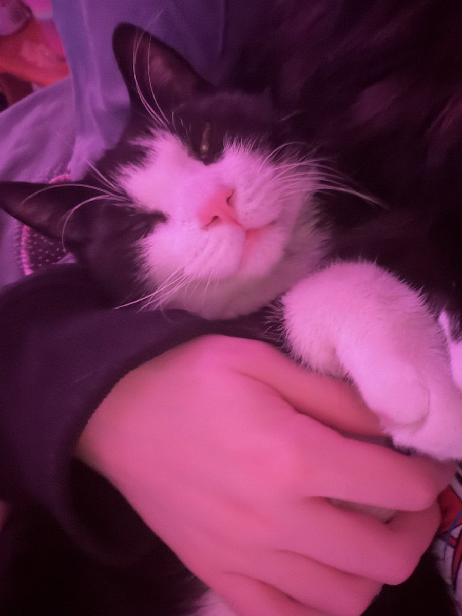 Akuma Miko |🩵🌸🐾| 🔜 MIKU EXPO 2026 tweet media