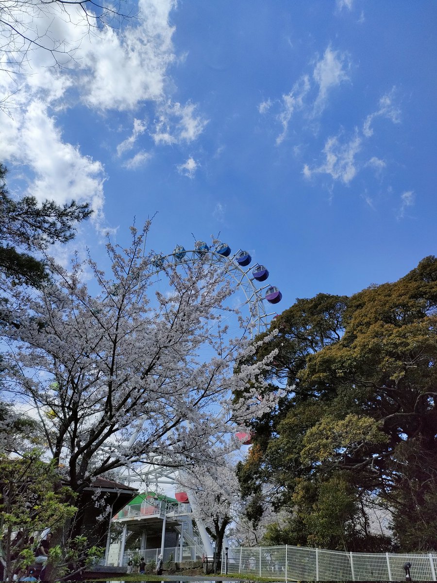 phyllosoma1986's tweet photo. 久しぶりに到津の森に来た。
レッサーパンダお前そんな居酒屋みたいな名前だったのか…
桜が綺麗。
#到津の森動物園 https://t.co/XvVTsYWGmM