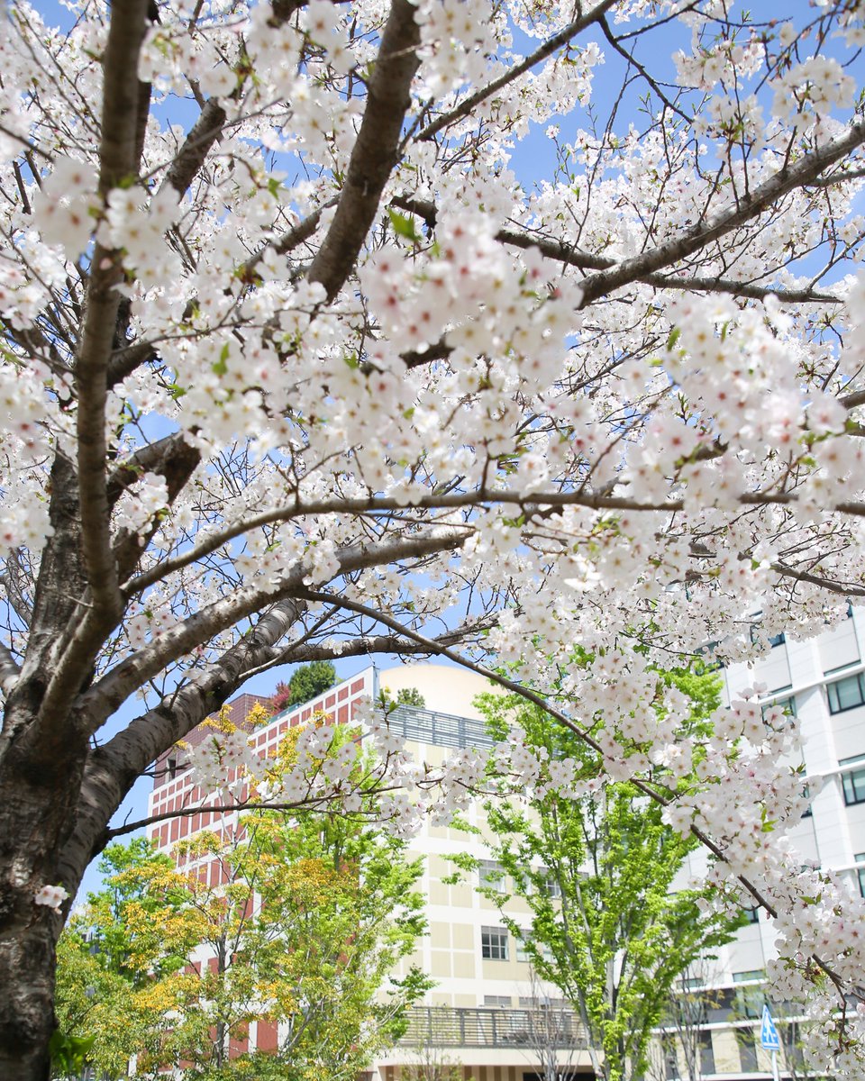 福岡市科学館【公式】 tweet media