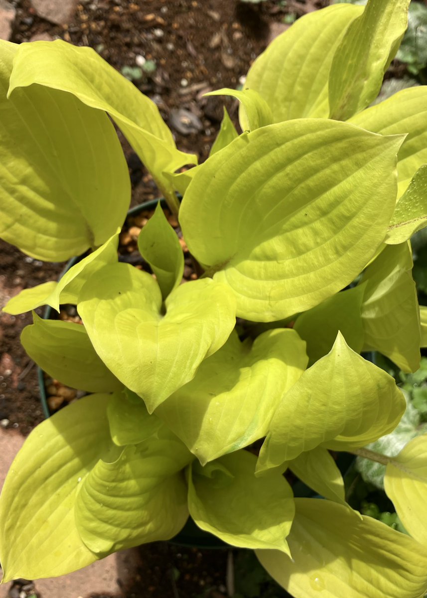 hostany ホスタ🍀 tweet media