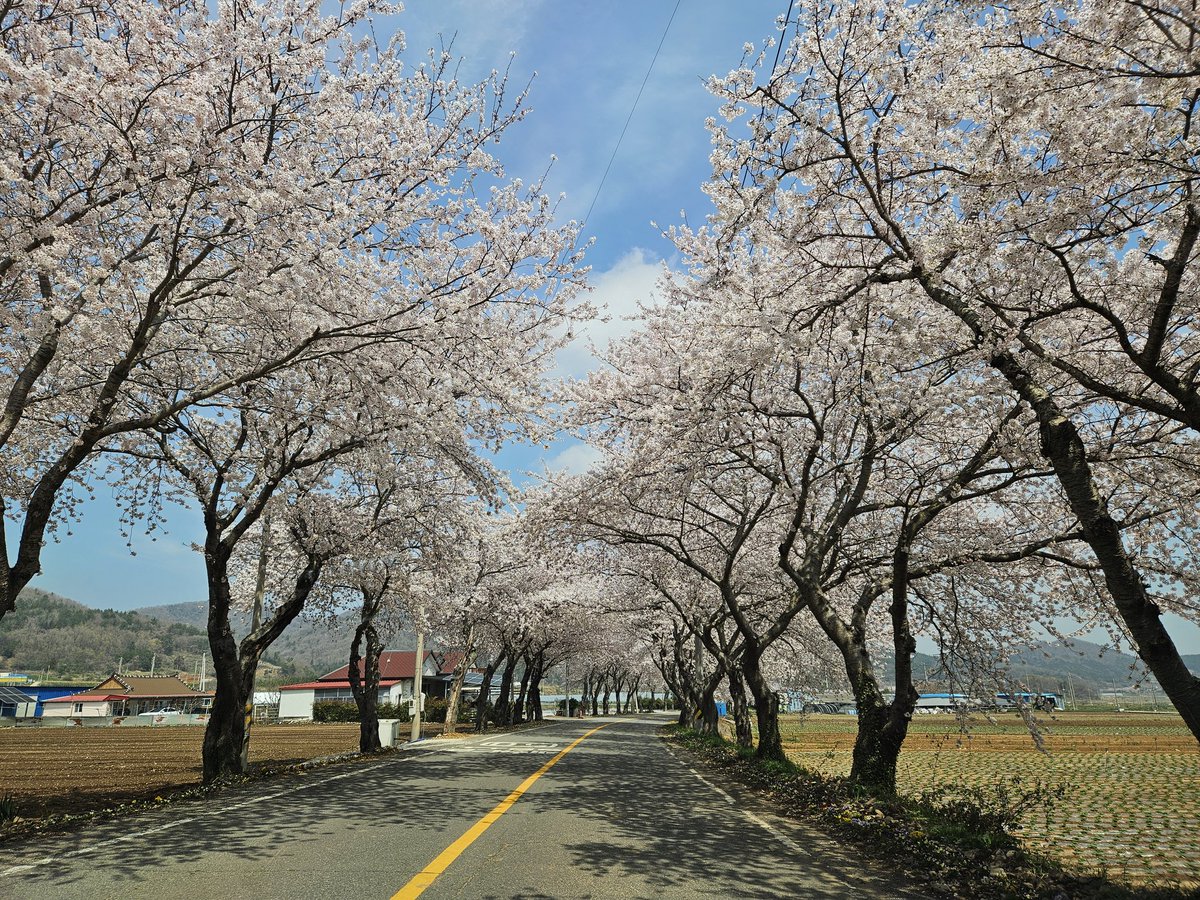 대붕역풍비박길수 tweet media