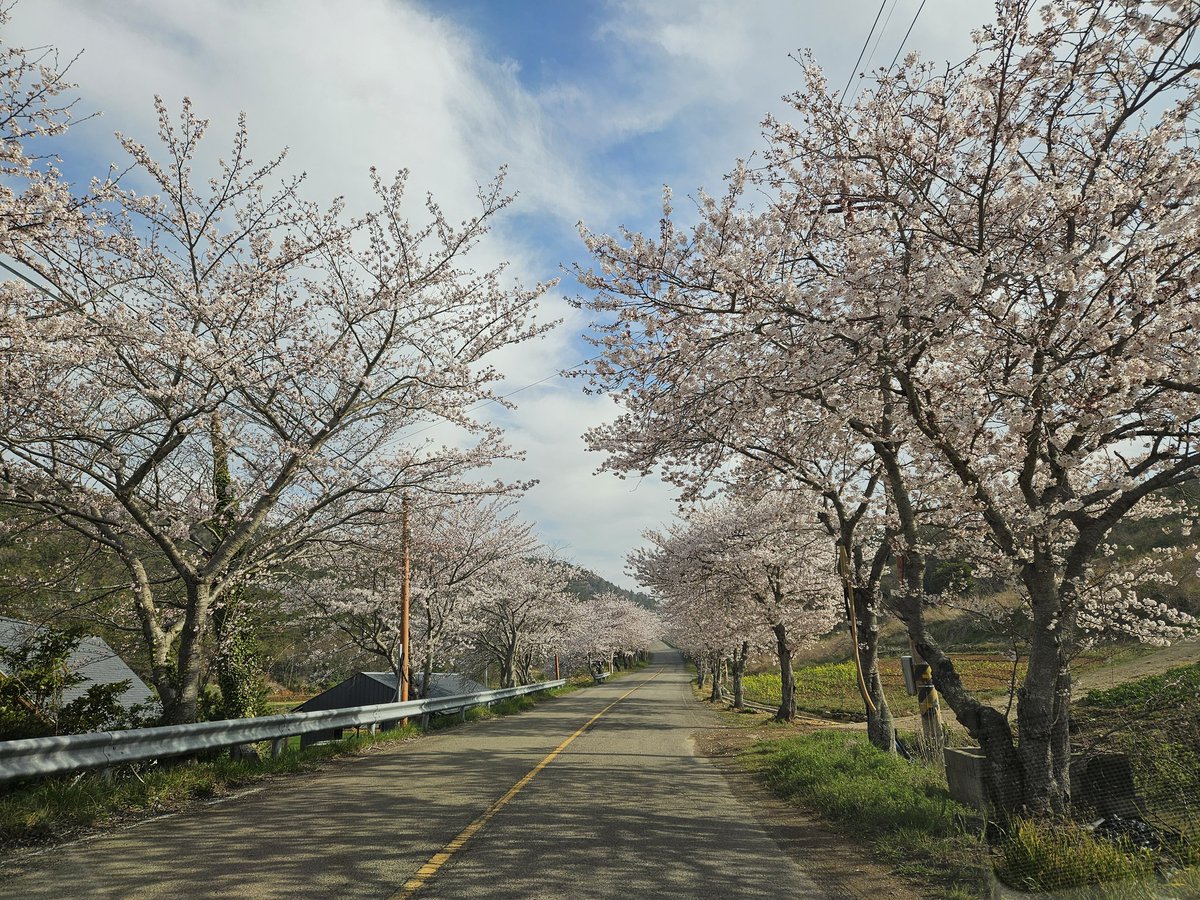 대붕역풍비박길수 tweet media