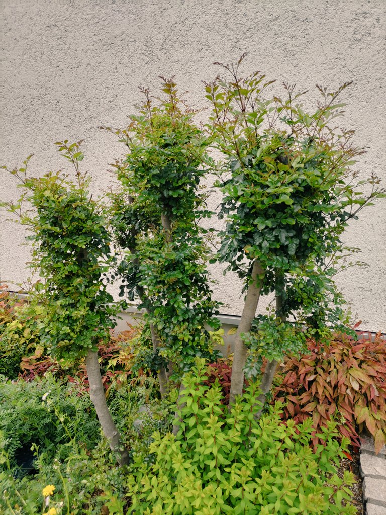 💜 Private Joy 🎶 tweet media