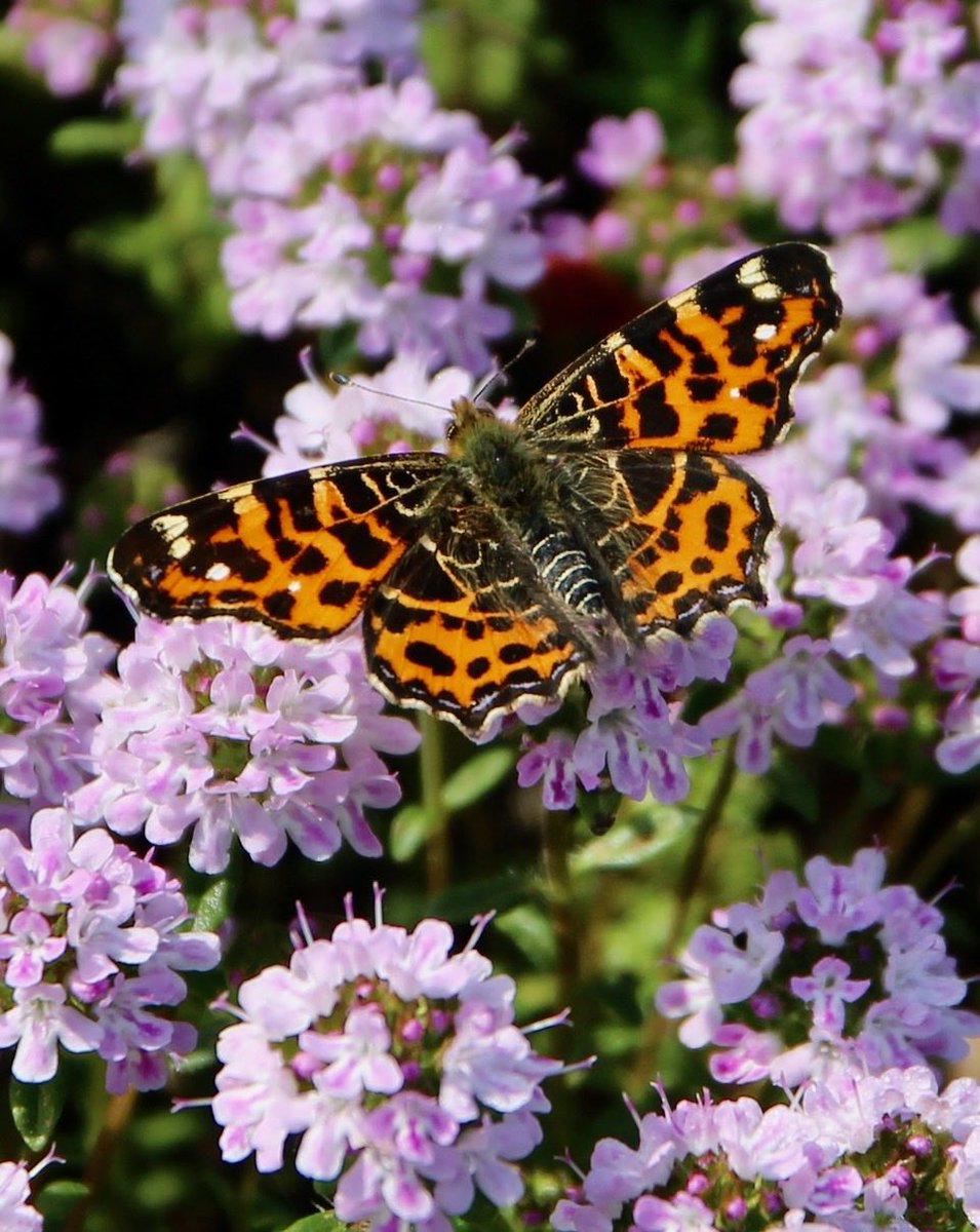 La printanière Carte de géographie sur la sarriette en fleurs. #Papillon #Jardin #MaraisPoitevin
