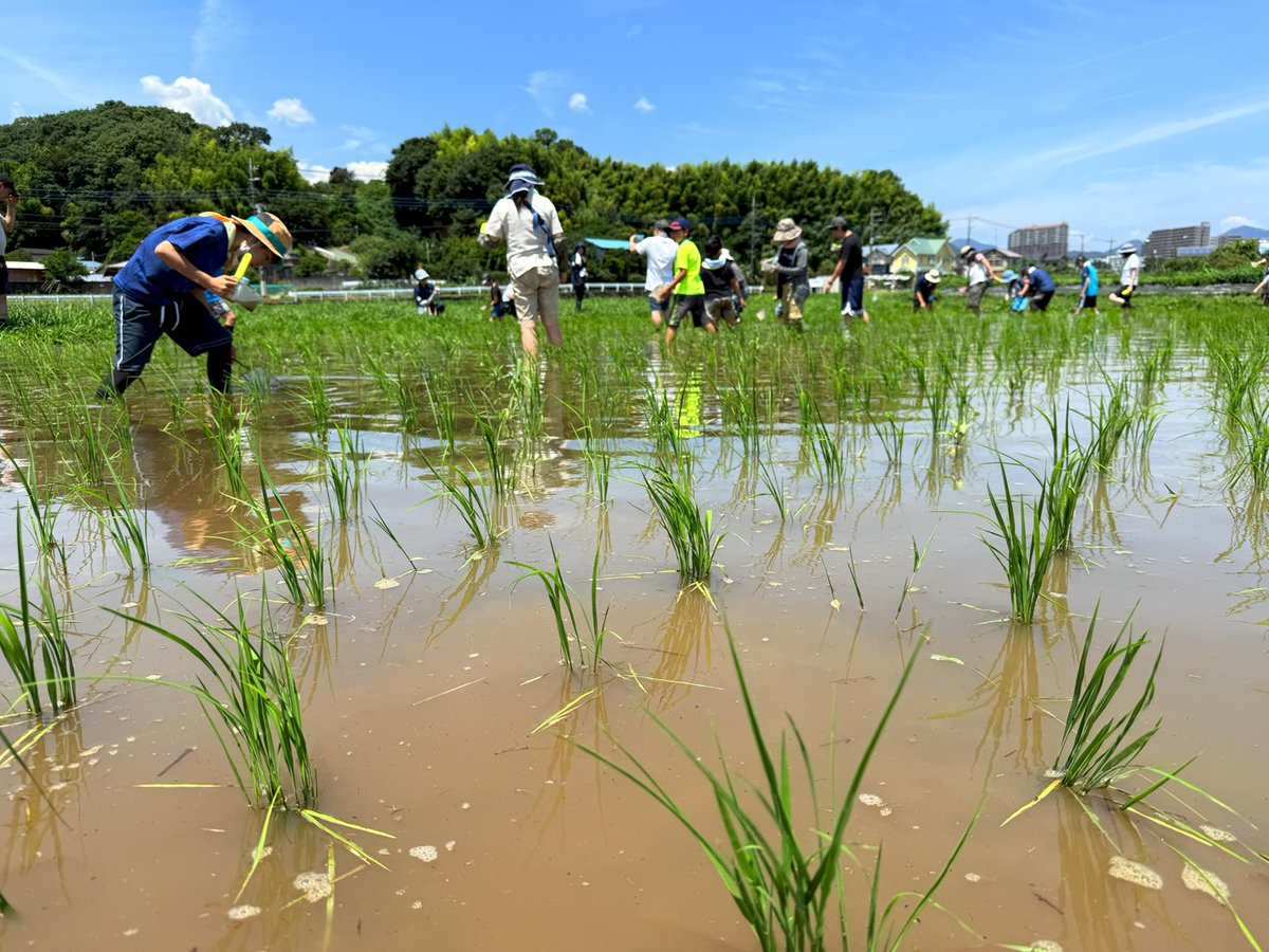 🐸田んぼの生きもの調査は田んぼでやっています
🍚田んぼは農家さんがお米を育てるところですが、生きもの調査に参加すると田んぼの中に入って生きものを捕まえ調べることができます。食べ物や生き物に興味を持つ小学生のお子さんとの参加お待ちしてまーす🍙
#田んぼ博士になろう
#子どもと田んぼ