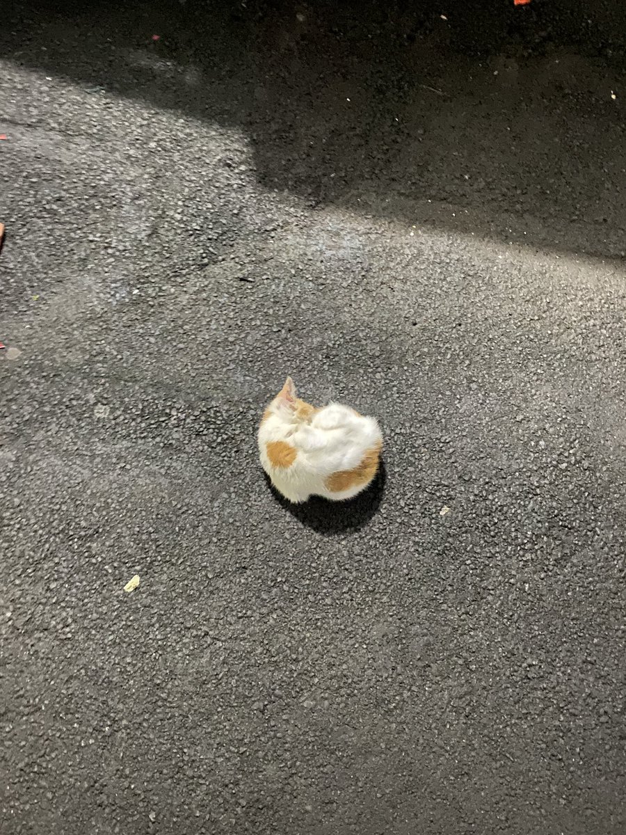 pewᶻ 𝗓 𐰁 tweet media