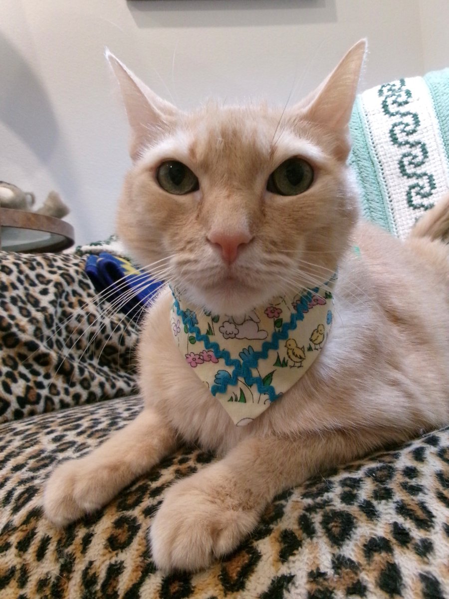 Travis Ford tweet media