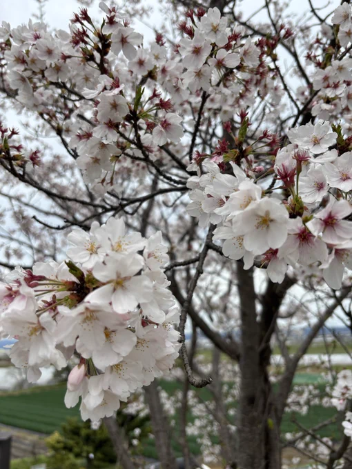 バタバタしててぬい連れてくるの忘れちゃったノーマルお花見
