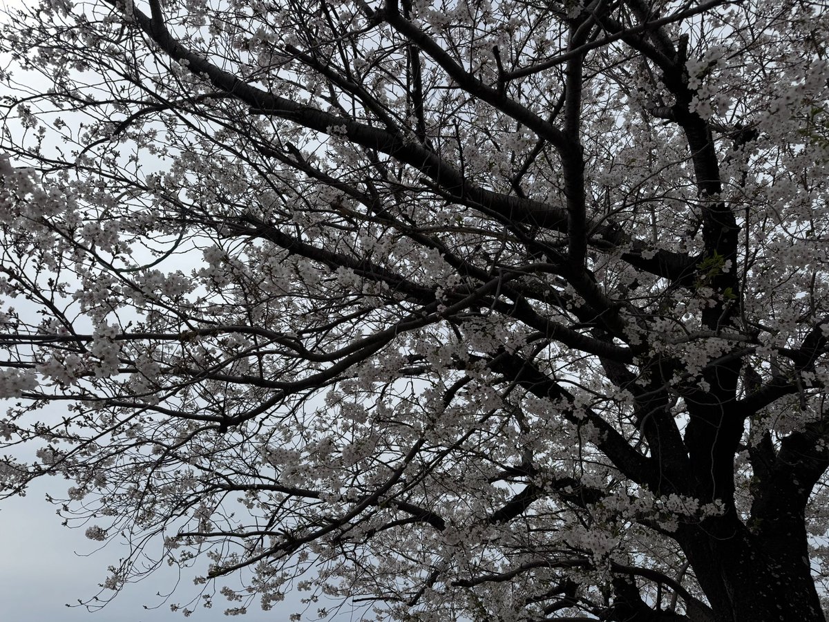 VANS｜雷轟座 瞬火BaVo｜4.19栄Tightrope tweet media