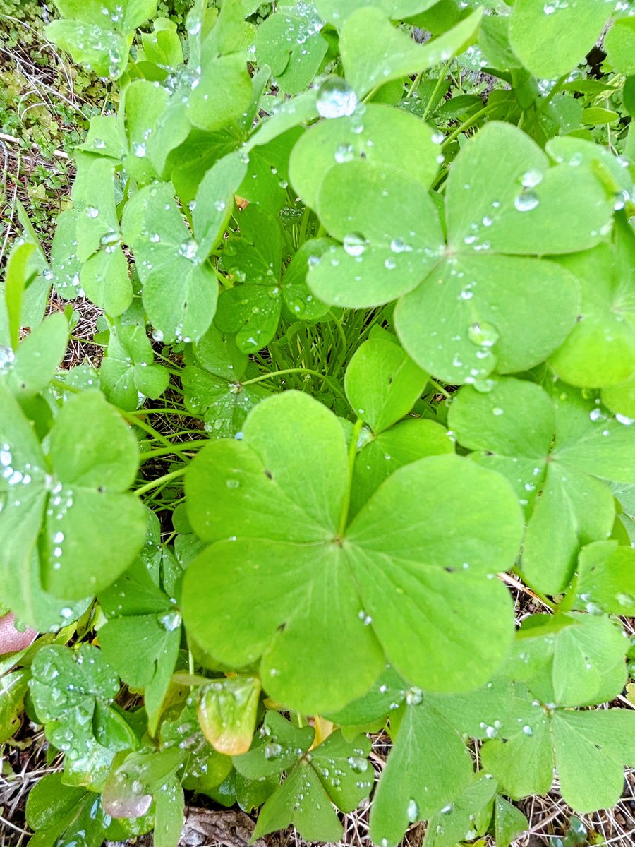 しのにあ🍌🐟 tweet media