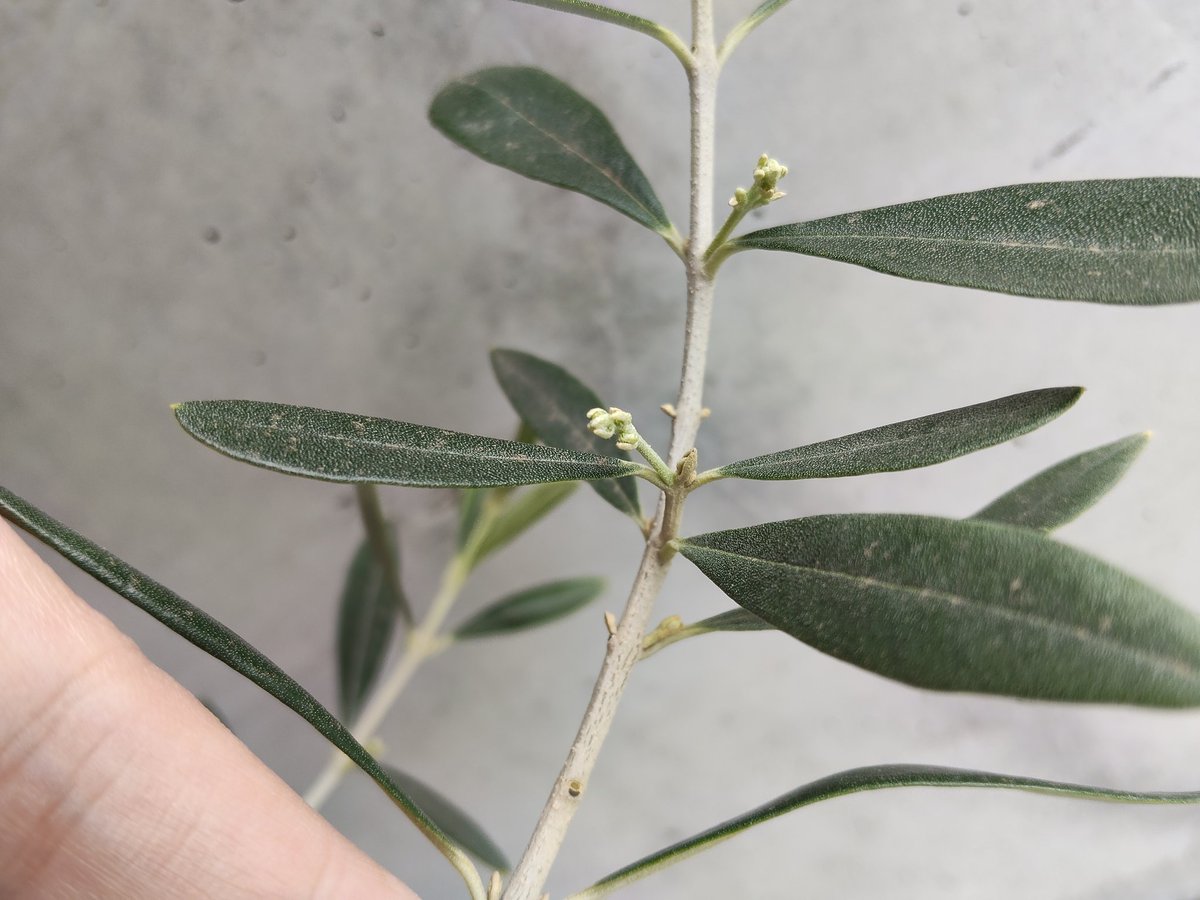 Nami Ito tweet media