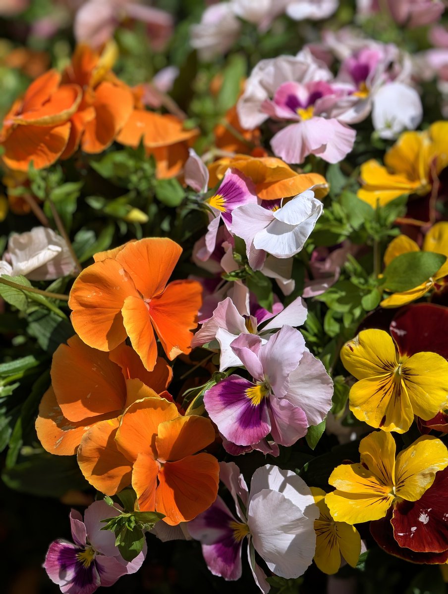 健人(けんてぃー👑) tweet media