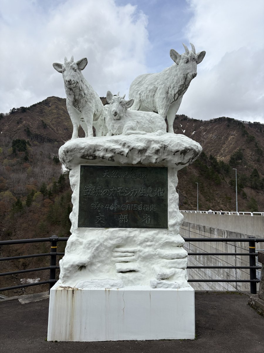 白猫🦍 tweet media