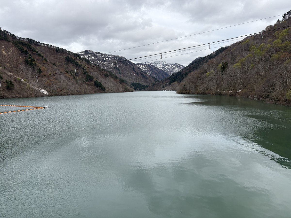 白猫🦍 tweet media