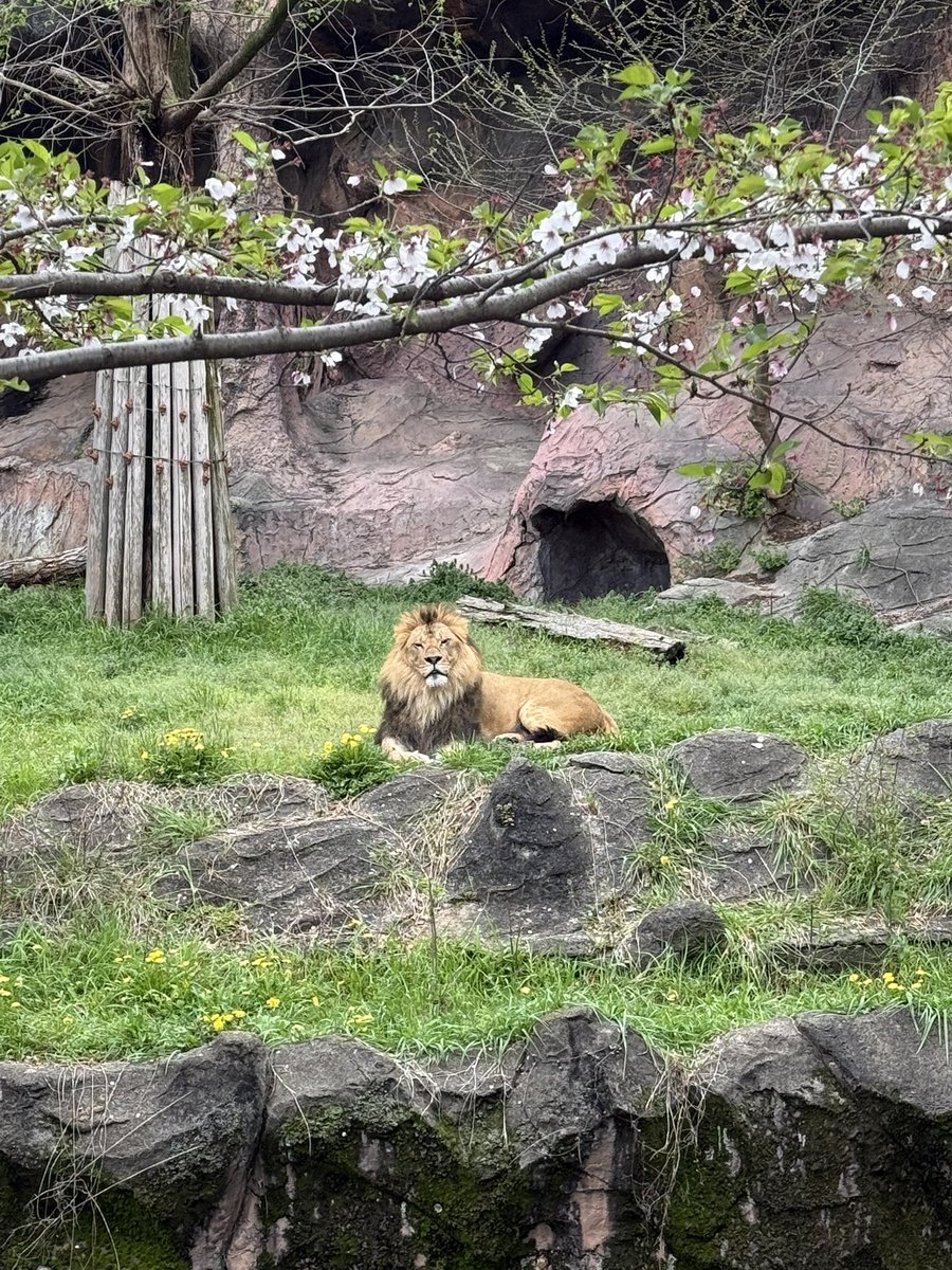 どっと tweet media