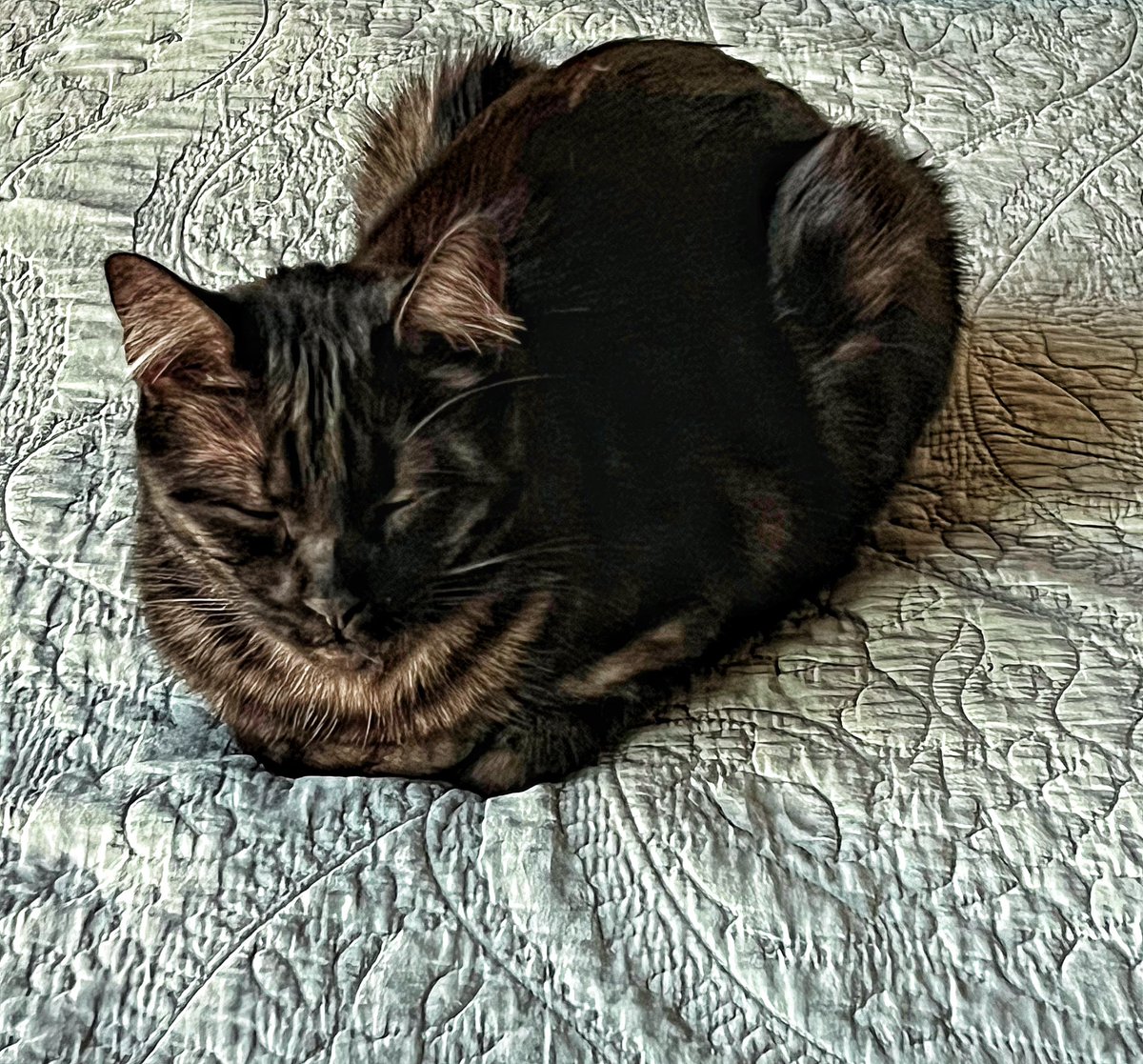 Crow coins tweet media