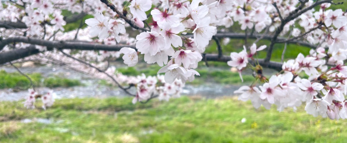 たぬきち tweet media