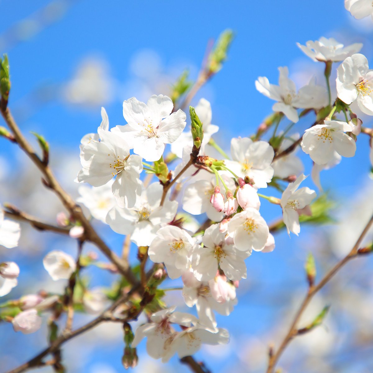 福岡市科学館【公式】 tweet media