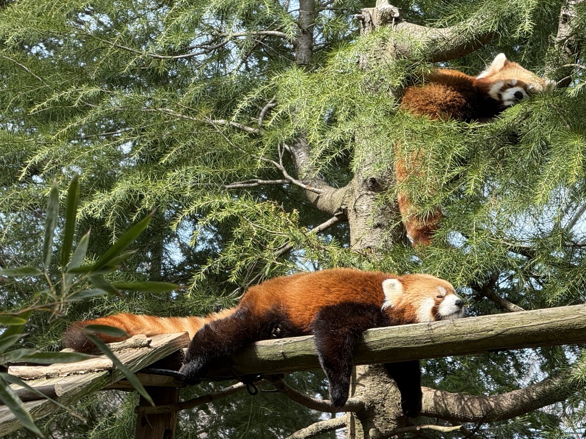 プチトマ tweet media