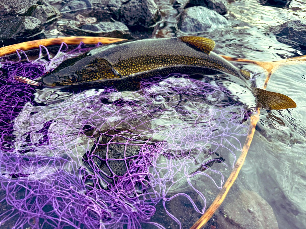 夢先案内人 tweet media