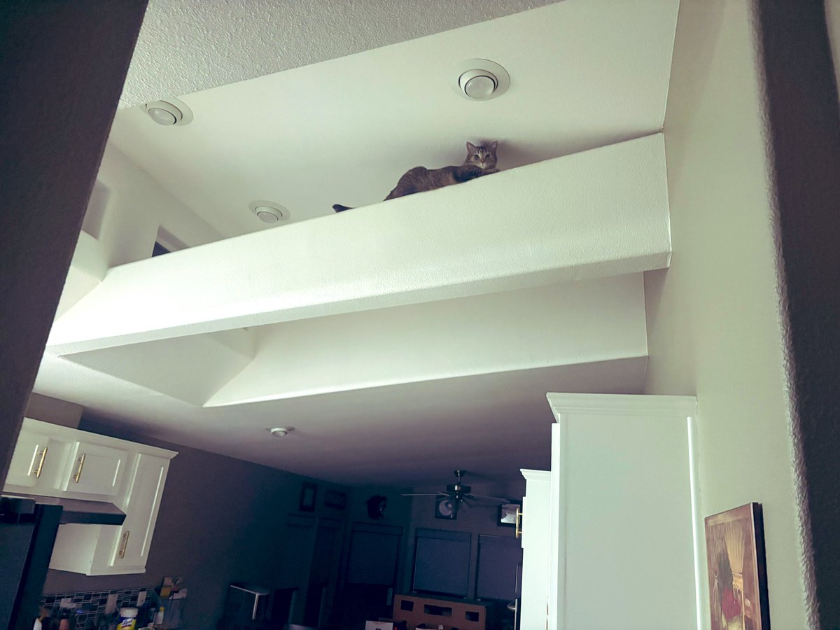 Hailey Di Giamarino tweet media