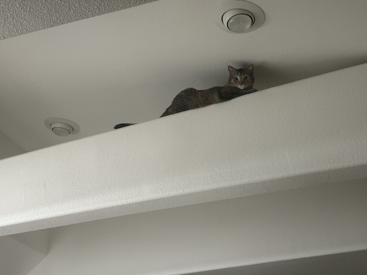 Hailey Di Giamarino tweet media