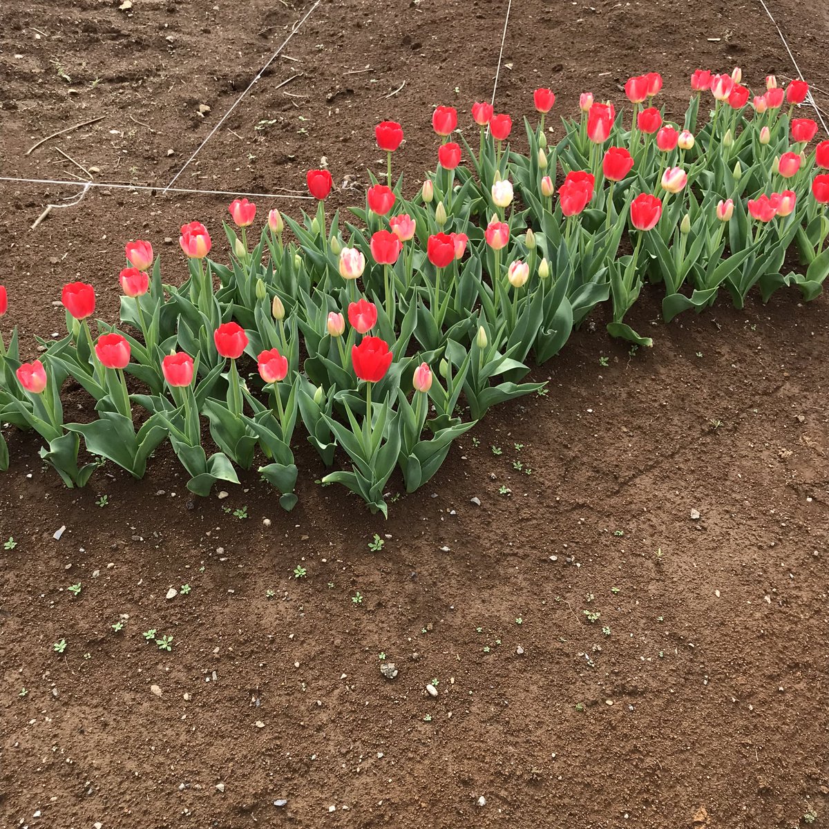 ふぁいなる・らっく tweet media