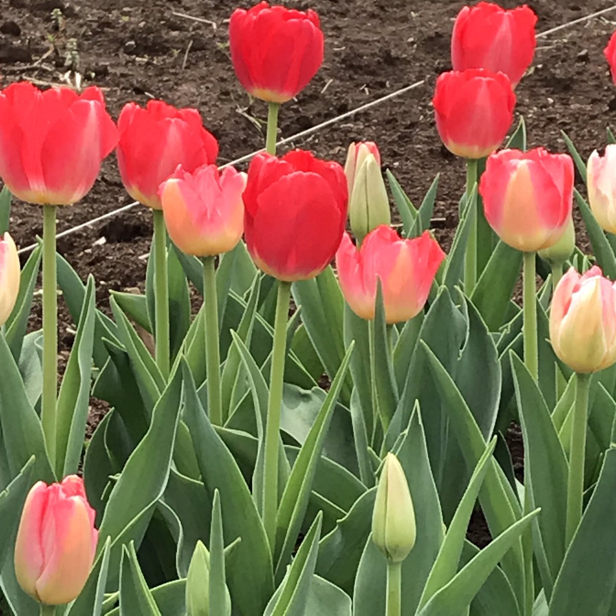 ふぁいなる・らっく tweet media