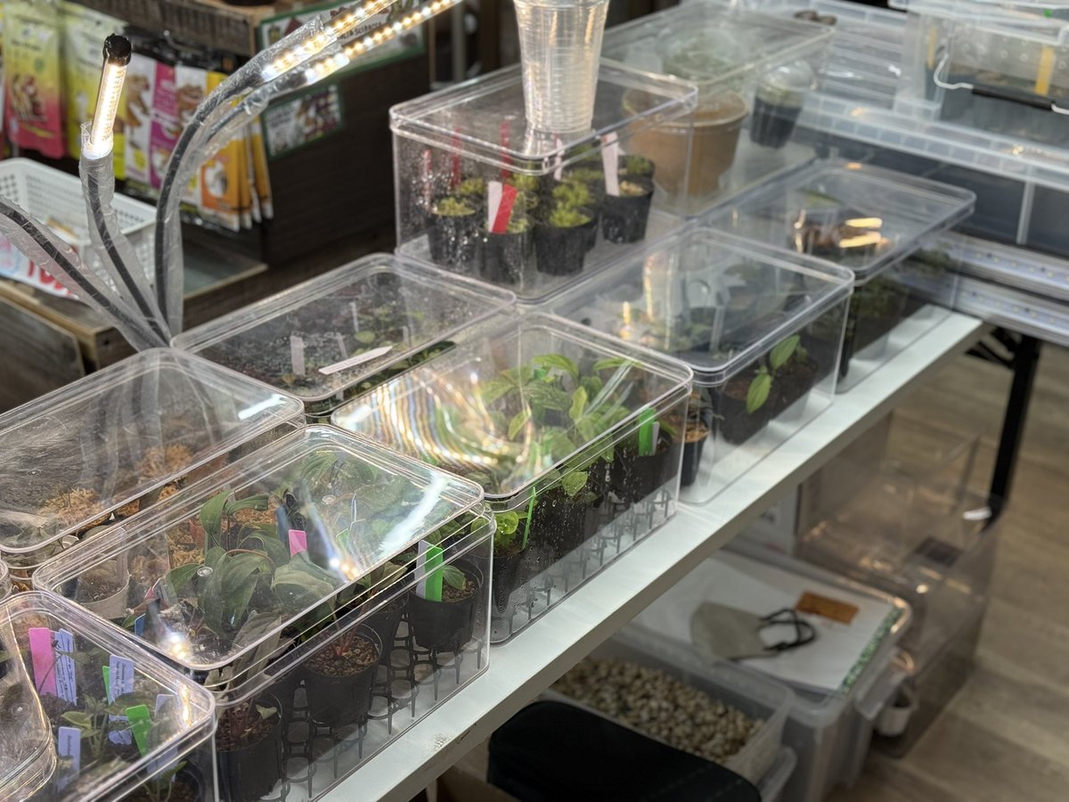 Artifact_UG's tweet photo. 持ち込みイベント
準備完了しました！！

14:00〜21:00 アンテナ井尻店にて

お待ちしております！！ https://t.co/EnOt3ATuAY